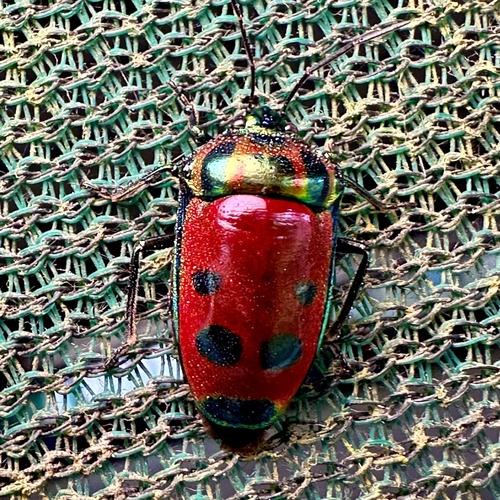 Calliphara caesar | Native Nature