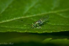 Stenopsocus
