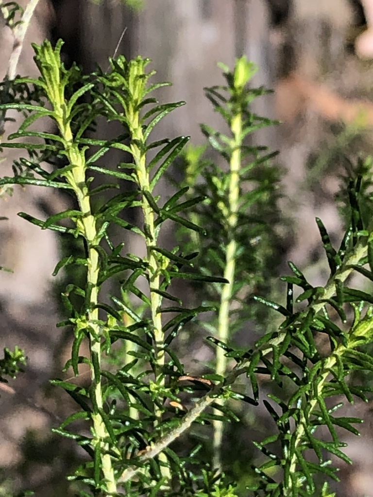 Sifton Bush from Chirnside Ward, Yering, VIC, AU on September 30, 2023 at 0122 PM by bill