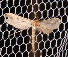 Hydriris