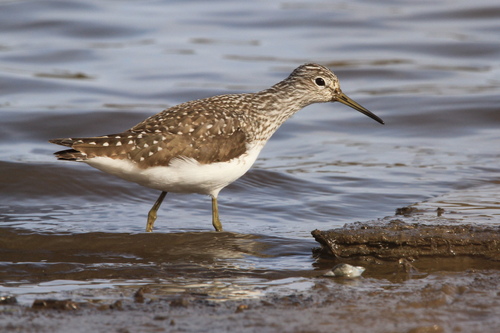Green Sandpiper, photo 9 of 9