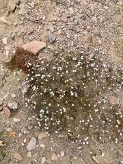 Drymaria holosteoides