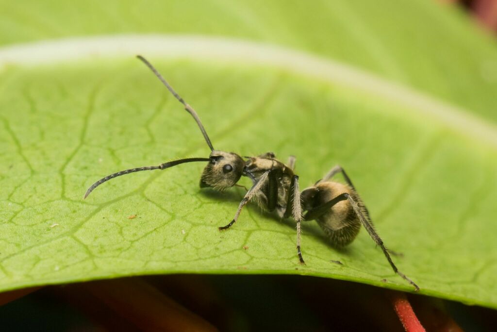 Polyrhachis illaudata from Honey Valley, Yevakapadi, Karnataka 571212 ...