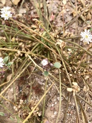 Drymaria holosteoides