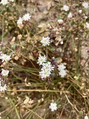 Drymaria holosteoides