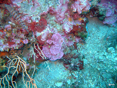 Lithophyllum incrustans