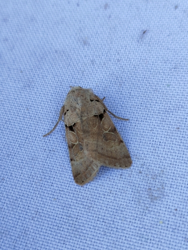 Eugnorisma arenoflavida