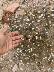 Drymaria holosteoides