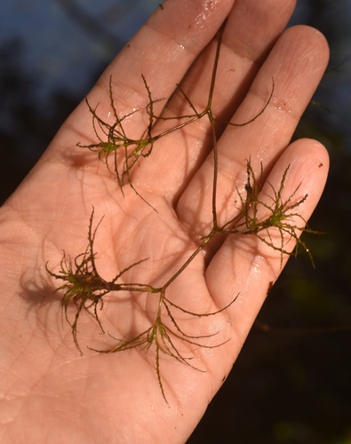 Наблюдение на iNaturalist