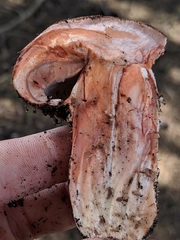 Agaricus brunneofibrillosus