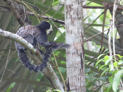 Callithrix geoffroyi