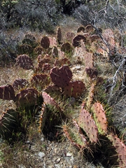Opuntia mojavensis