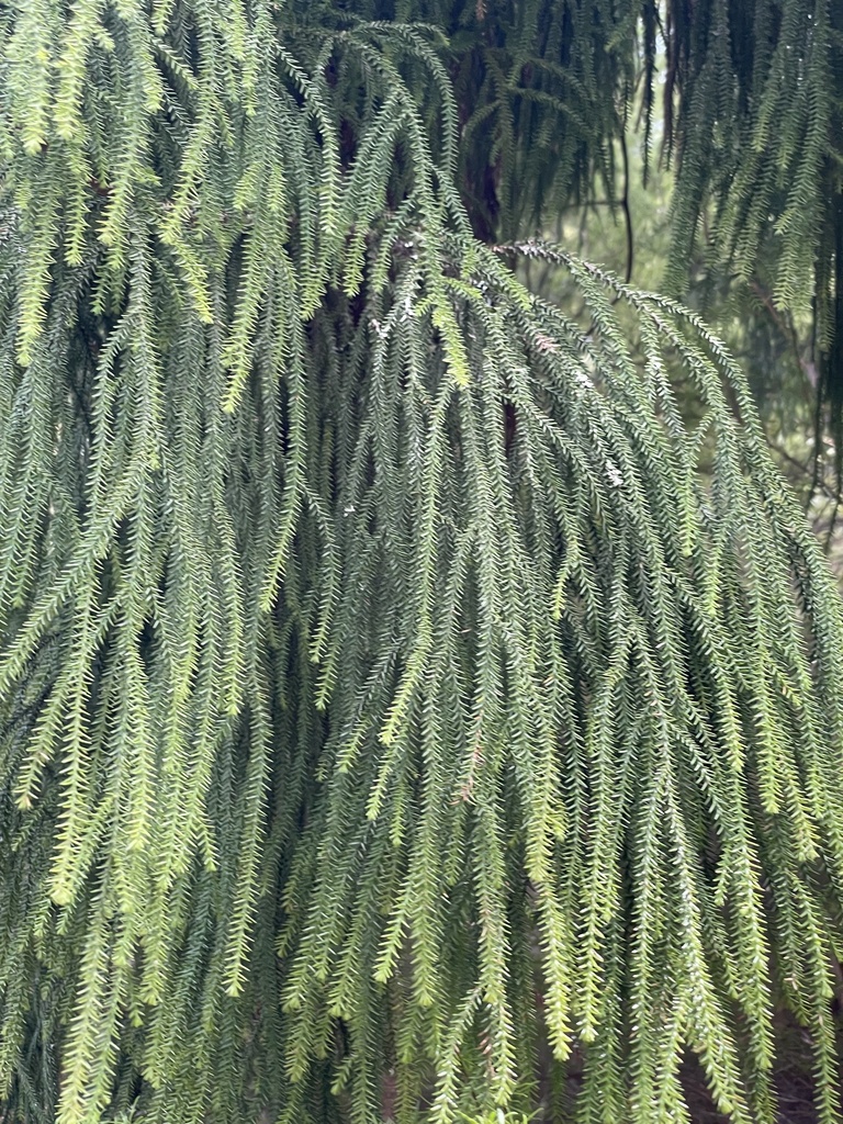 rimu from Te Waipounamu/South Island, Rai Valley, Marlborough, NZ on ...