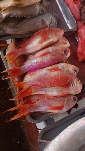 Noel's anthias (Anthias noeli) — Serranidae — 3