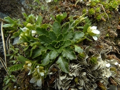 Pachycladon crenatum