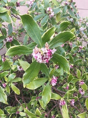 Daphne odora