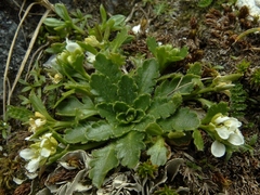 Pachycladon crenatum