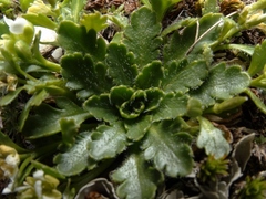 Pachycladon crenatum