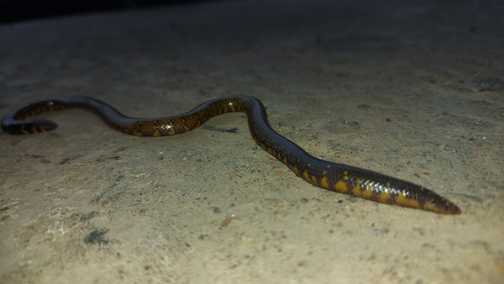 Ocellated Earth Snake