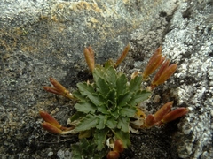 Pachycladon crenatum