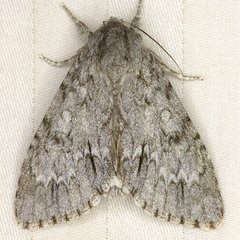 Acronicta americana