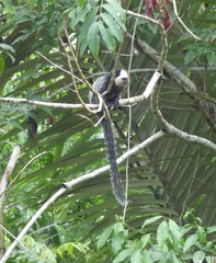 Callithrix geoffroyi