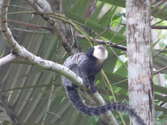 Callithrix geoffroyi