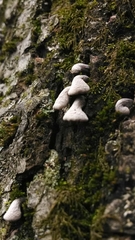 Porodisculus pendulus