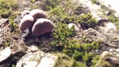 Porodisculus pendulus