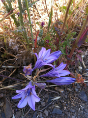 Triteleia laxa