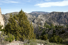 Juniperus thurifera