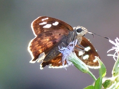 Polygonus savigny savigny