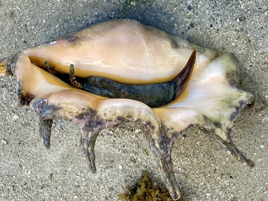 Photo of Truncate Spider Conch (Lambis truncata)