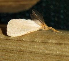 Laelia obsoleta