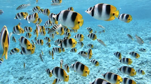Dubbelzadel-koraalvlinder (Chaetodon ulietensis) — Chaetodontidae — 4