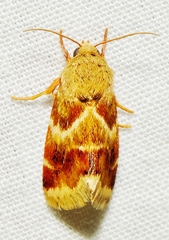 Schinia lynx