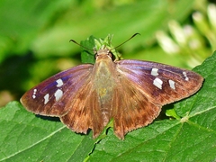 Polygonus savigny savigny