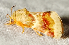 Schinia lynx