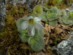 Ourisia spathulata