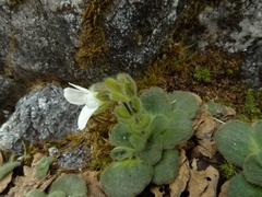 Ourisia spathulata