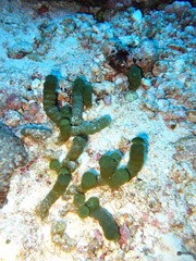 Tydemania expeditionis