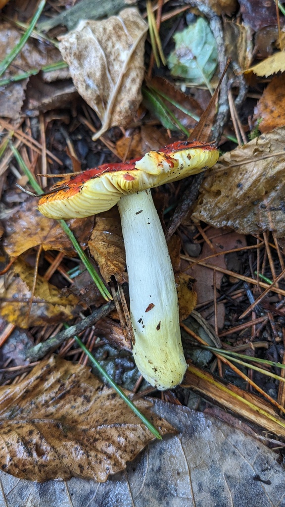 Russula aurea · October 2023 · photo: © atsushi_nakajima_cirque (iNaturalist, cc-by)