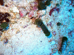 Tydemania expeditionis