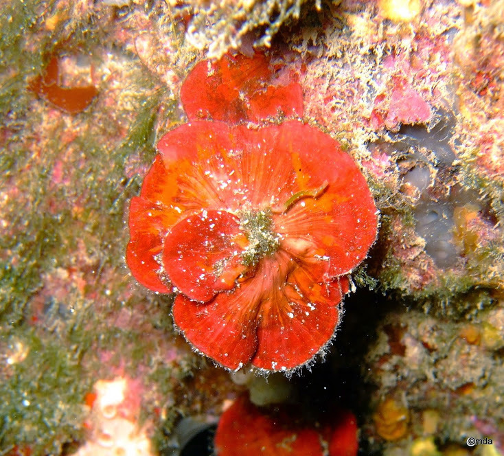 Photo of Peyssonnelia (Peyssonnelia squamaria)