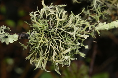 Heterodermia leucomelos