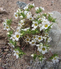 Linanthus demissus