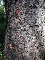 Dendroctonus rufipennis