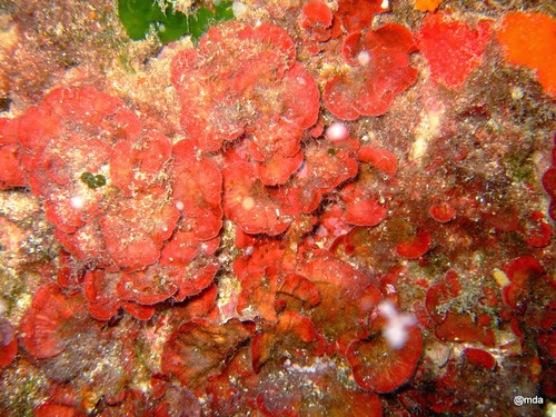 Photo of Peyssonnelia (Peyssonnelia squamaria)