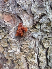 Dendroctonus rufipennis