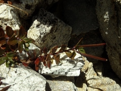 Epilobium glabellum